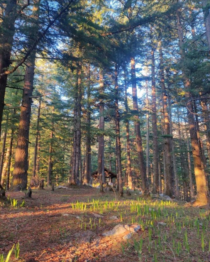 Deep In Woods Villa Jibhi ภายนอก รูปภาพ